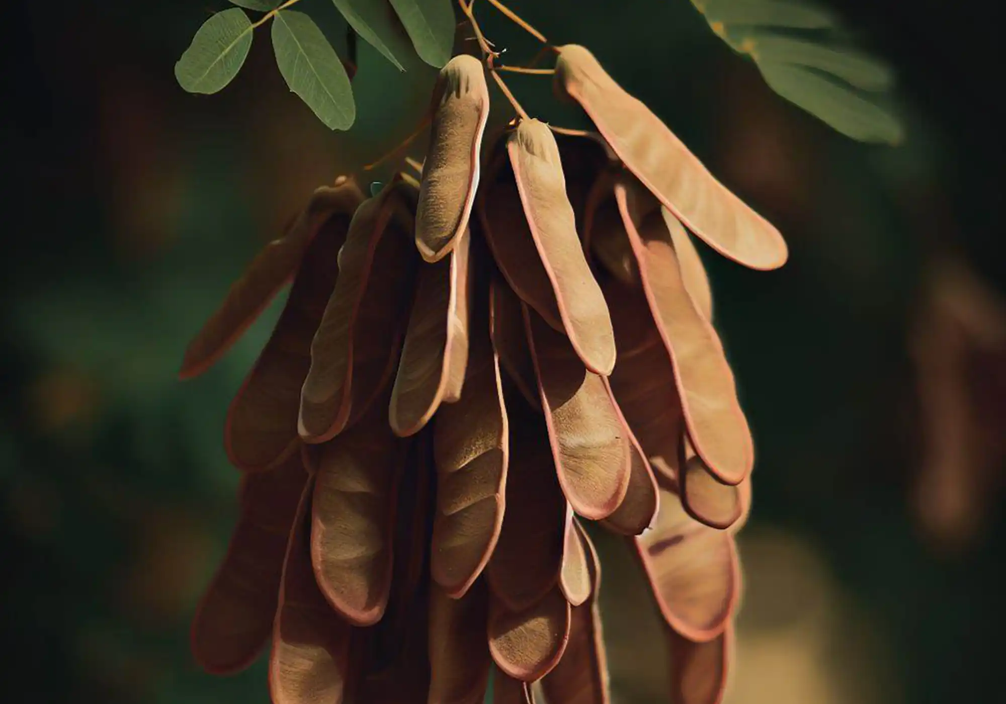 لوکاست بین گام